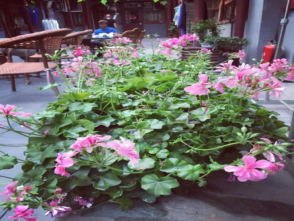 Three Legged Frog Hostel Peking Kültér fotó