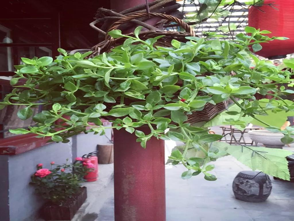 Three Legged Frog Hostel Peking Kültér fotó